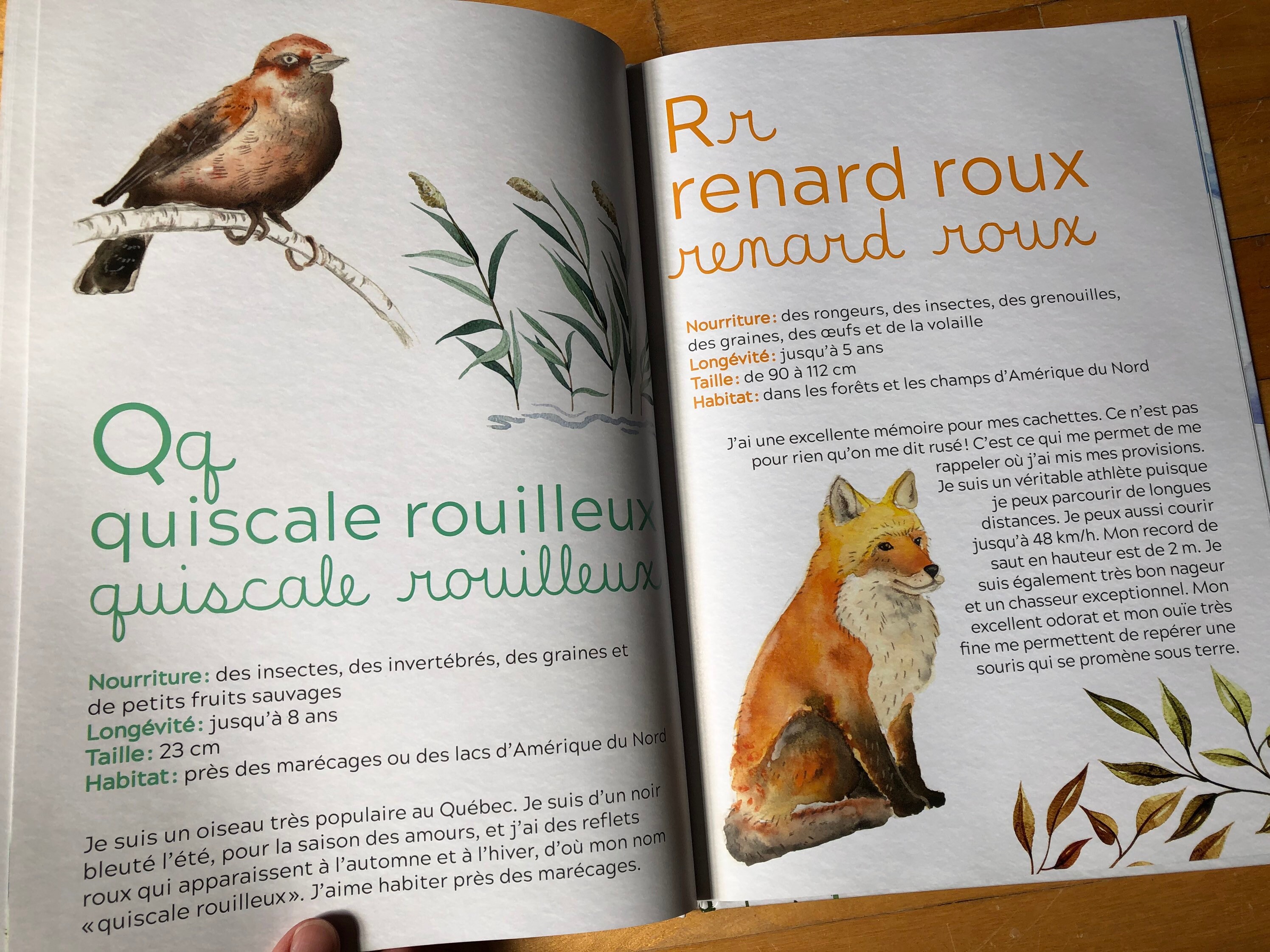 Livre Mon Abécédaire Des Animaux Du Québec Cathy Faucher - Etsy