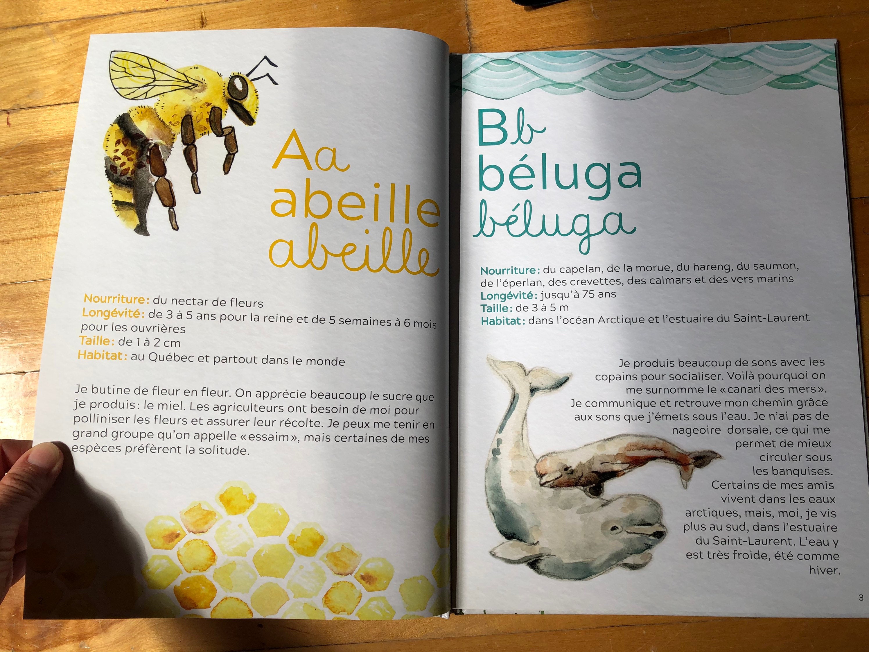 Livre Mon Abécédaire Des Animaux Du Québec Cathy Faucher - Etsy