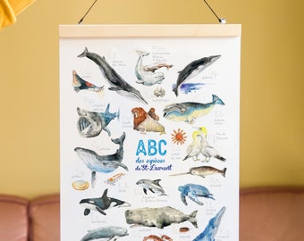 Affiche ABC des espèces du St-Laurent pour enfant ou adulte par Cathy Faucher illustration