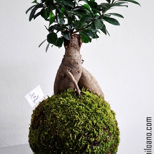 Kokedama - Wandblumen - Mooskugel - Regalo di Pasqua - Uova di pasqua - verschiedene Blumen schauen Sie auf Etsy auf Etsy: KokiMilano