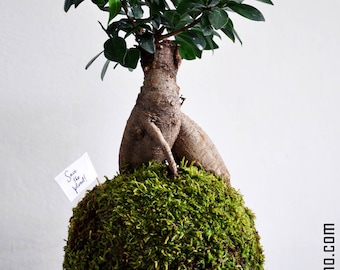Kokedama Moss Ball - Arte murale vivente, decorazione da giardino giapponese
