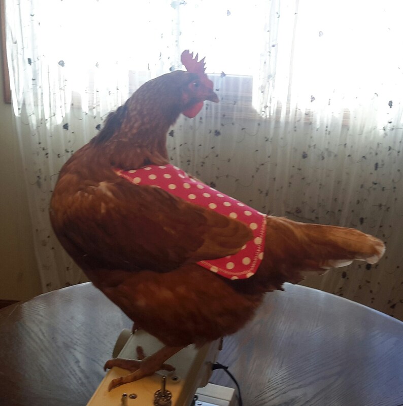 Hen saddles Hen aprons Standard chickens. Chicken Jackets SaddlesAprons