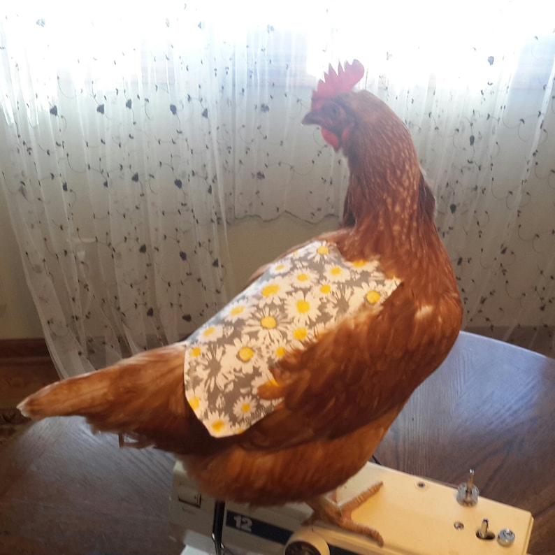 Hen saddles Hen aprons Standard chickens. Chicken Jackets SaddlesAprons