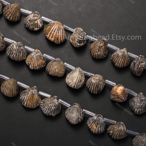 May include: Strands of natural shell beads in shades of brown and grey. Each bead is shaped like a small clam shell with textured ridges. The beads are strung on clear, thin cords, ideal for jewellery making.