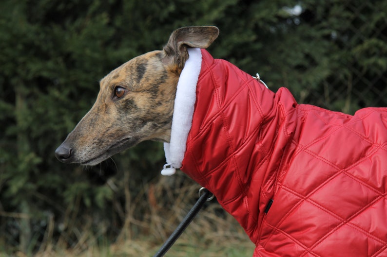 Greyhound coat greyhound clothing greyhound winter coat red Etsy