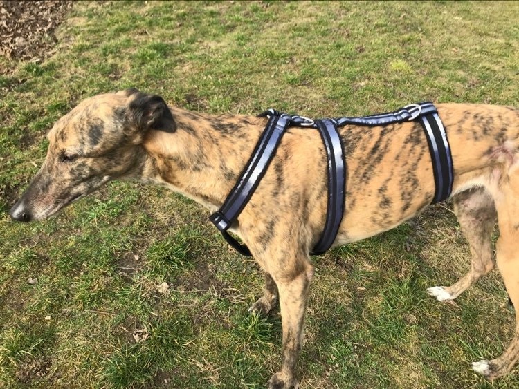 Greyhound harness galgo dog harness Etsy
