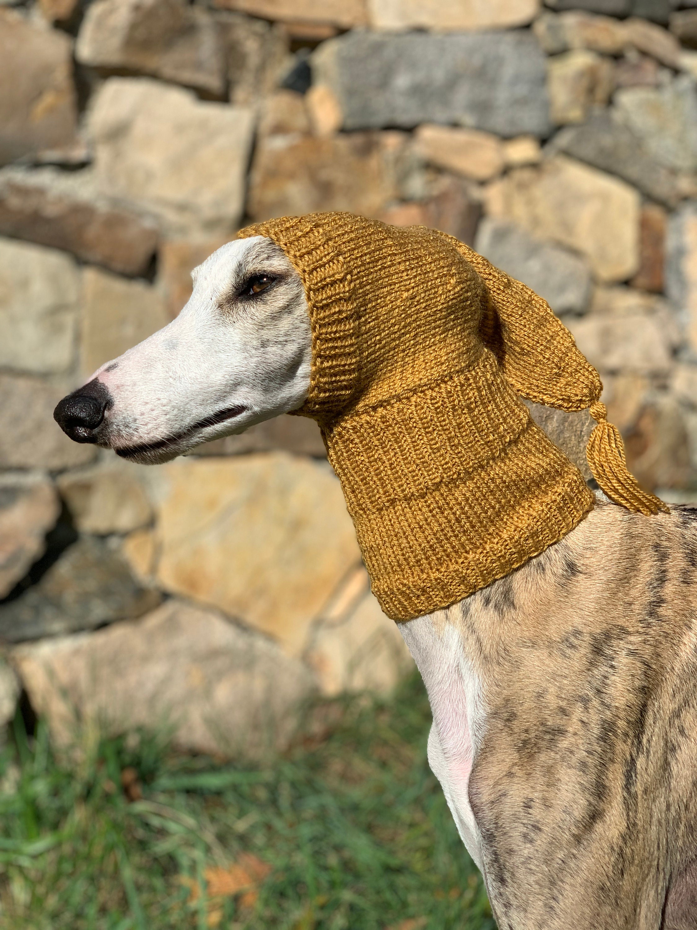 Dogs Sighthound Adoption Greyhound Saluki Dog Race Greyhound - Main Image