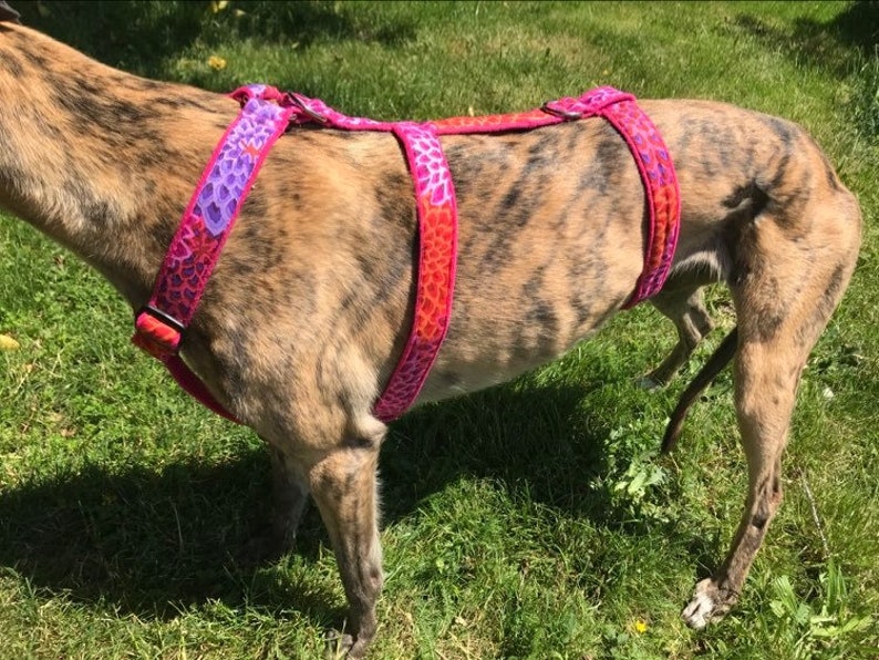 Greyhound harness, galgo, dog store harness