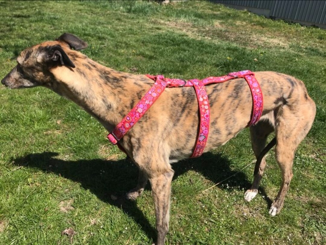 Greyhound Harness Galgo Dog Harness Etsy