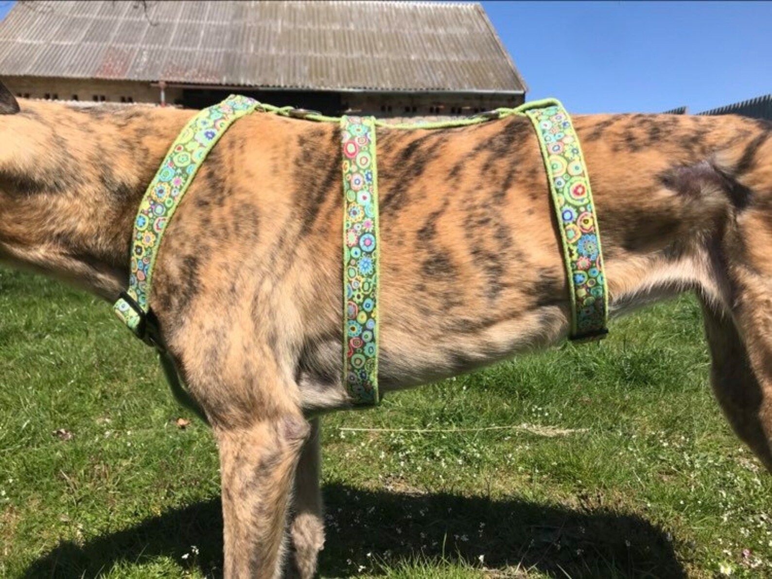 Greyhound harness galgo dog harness Etsy