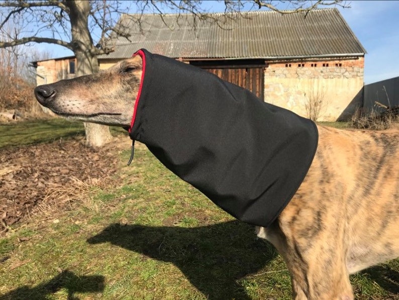 Greyhound greyhound hat, Sighthound hat Galgo Greyhound hat