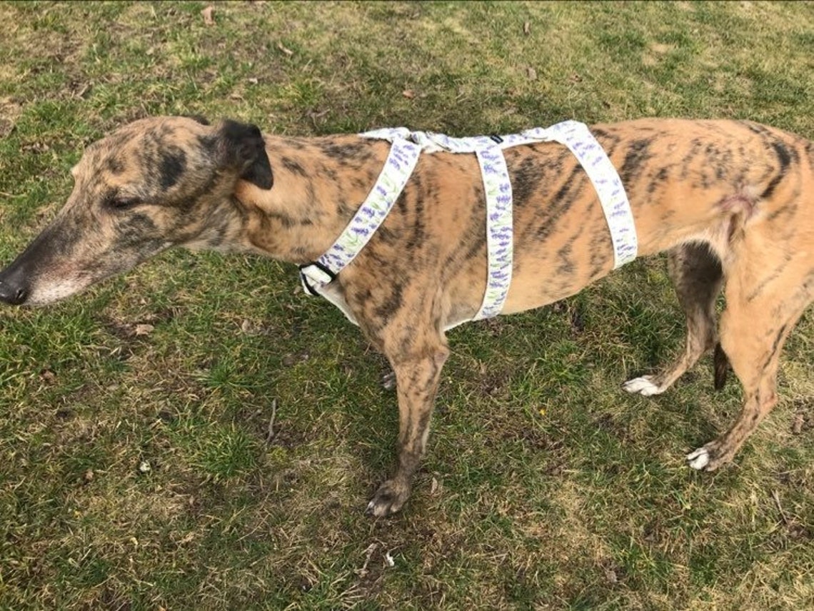 Greyhound Harness Galgo Dog Harness Etsy