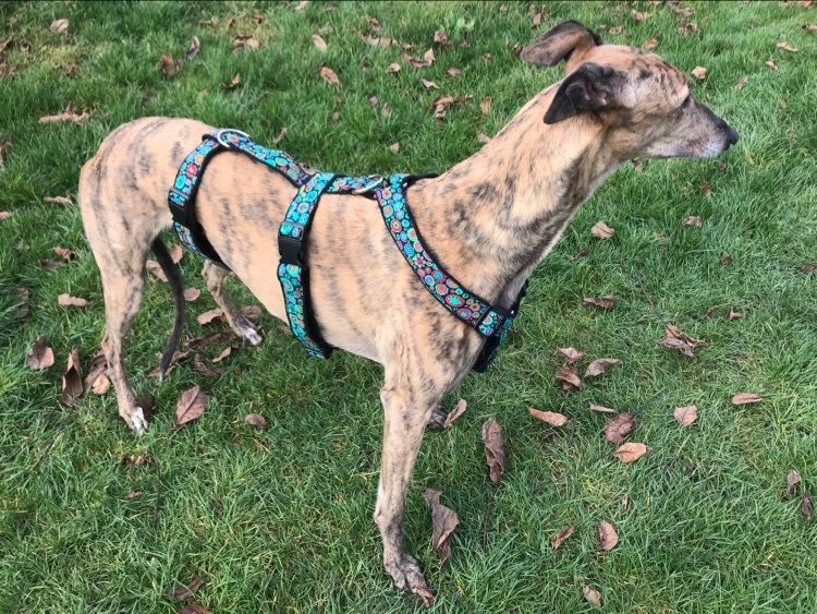 greyhound harness size