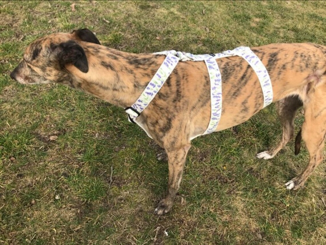 Greyhound Harness Galgo Dog Harness Etsy