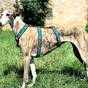 Windhund Geschirr: Hundegeschirr aus Baumwoll Fleece für Galgo, Whippet, Podenco
