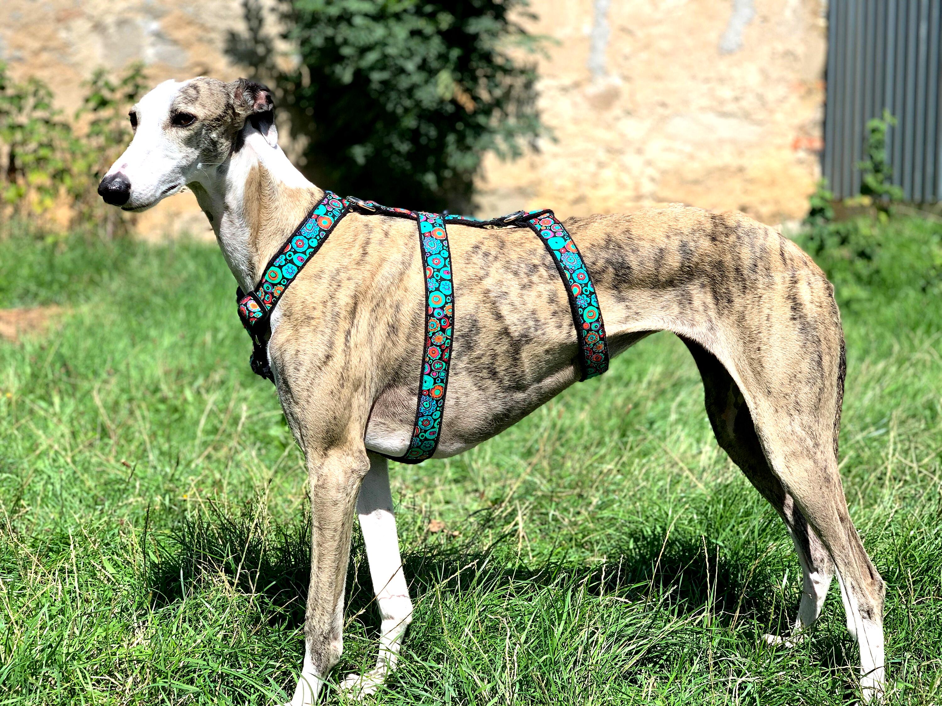 Escape Proof Greyhound Harness