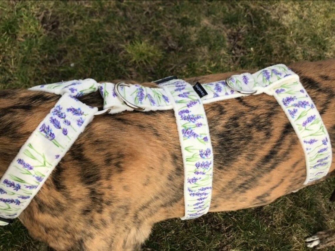 Greyhound Harness Galgo Dog Harness Etsy