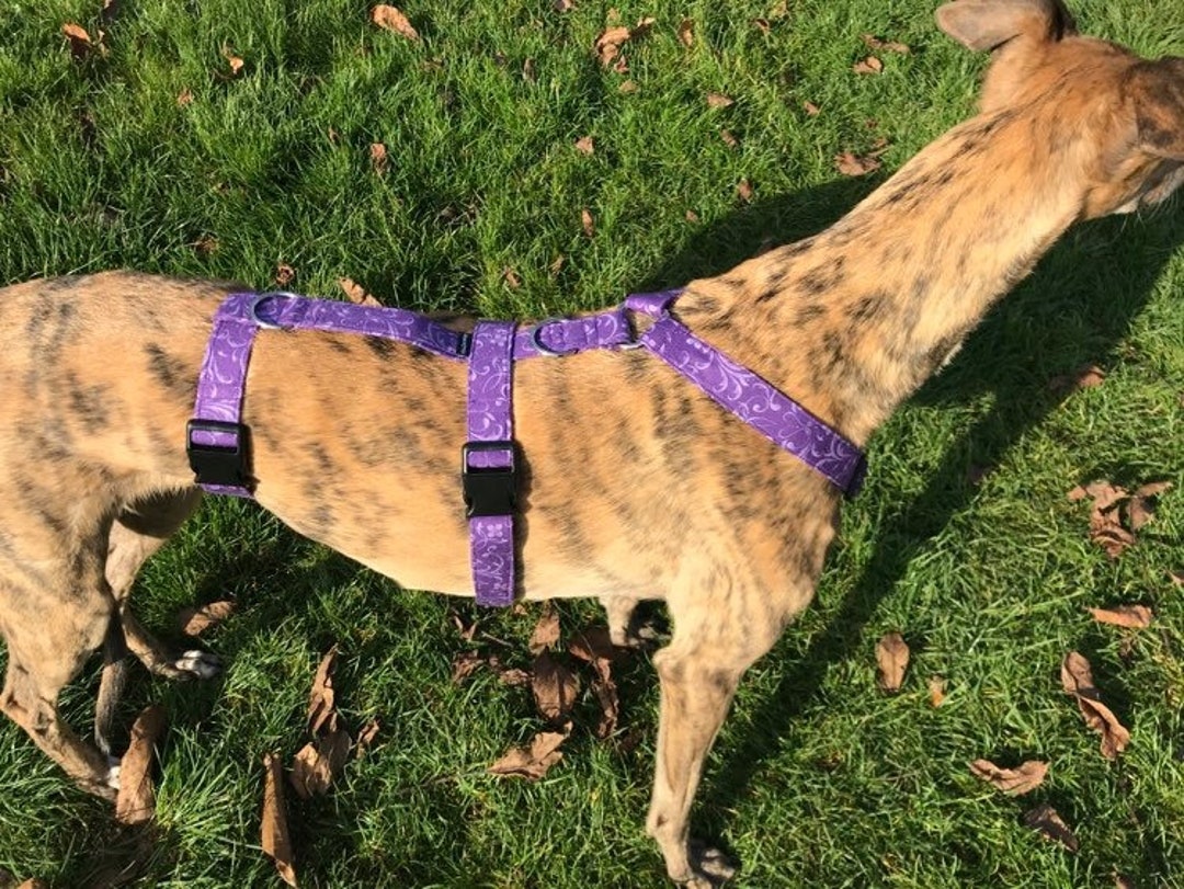 Greyhound Harness Galgo Dog Harness Etsy