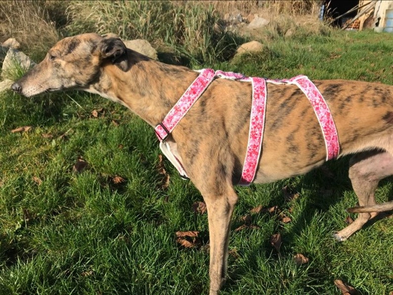 greyhound harness