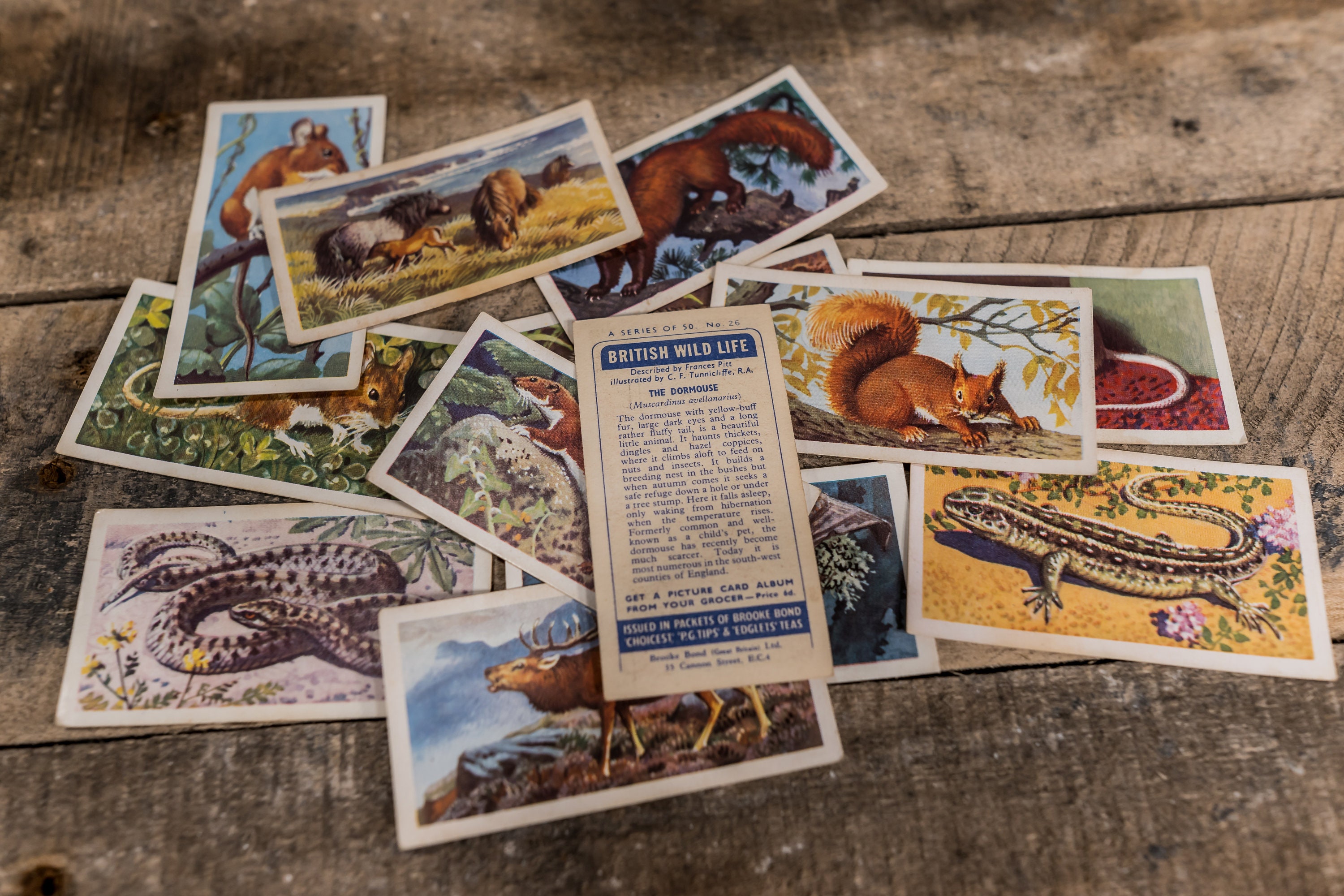 Vintage 1960s Brooke Bond Tea Cards British Wild Life Brooke Bond & Co