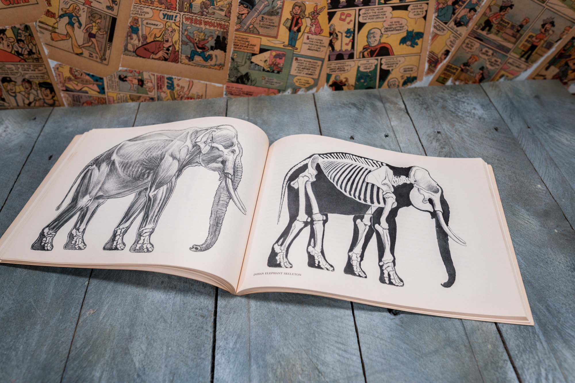 Vintage Animal Drawing Anatomy and Action for Artists Charles R. Knight
