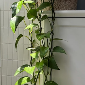 Boutures de plantes pothos