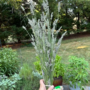 Dried Lavender