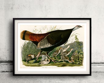 Wild Turkey Plate 6 of Birds of America  Fine Art Giclée Poster Digital Wall art Illustration Print Decorative - SKU 0082