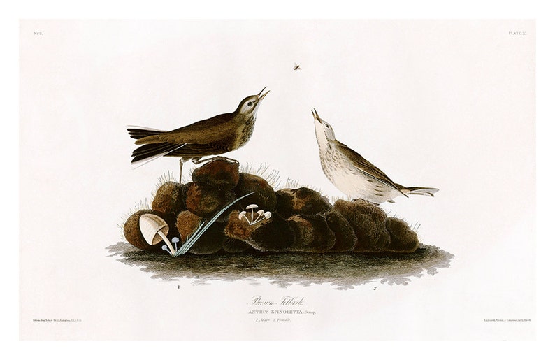 SKU 0086 Brown Titlark-American Pipit Plate 10 of Birds of America Fine Art Gicl\u00e9e Poster Digital Wall art Illustration Print Decorative