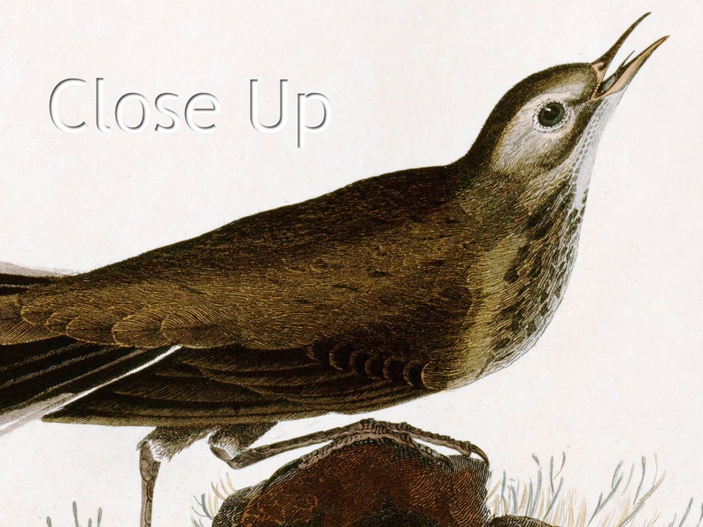 SKU 0086 Brown Titlark-American Pipit Plate 10 of Birds of America Fine Art Gicl\u00e9e Poster Digital Wall art Illustration Print Decorative