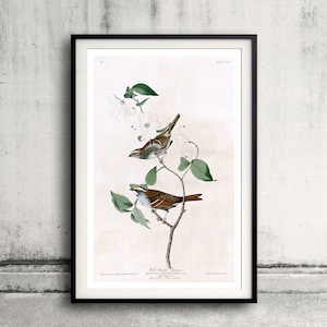 White throated Sparrow Plate 8 of Birds of America  Fine Art Giclée Poster Digital Wall art Illustration Print Decorative- SKU 0084