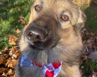 May include: A medium-sized dog with brown fur and a red, white, and gray patterned bow tie. The dog is looking directly at the camera with brown eyes. The background includes green grass and fallen leaves.