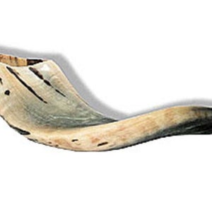Genuine Ram Horn Medium Size 25 - 30 cm / 10 - 12 Inch Authentic Half Polished Kosher Lamb Shofar Certificated From Jerusalem Israel Gift