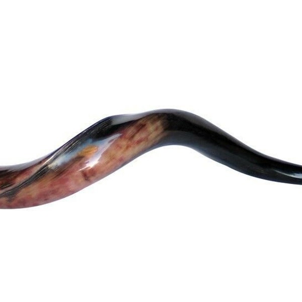 Full Polished Kosher Yeminite 100% Polished Smooth Kudu Shofar Horn 50-60 Cm Judaica From Jerusalem Israel Gift Souvenir