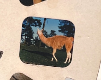 Vintage 4081 Wild Animals of the World Packet 2 GAF View Master Reels