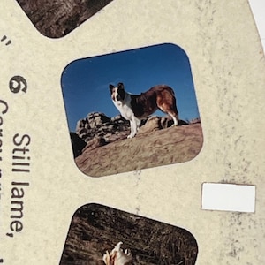May include: A vintage View-Master reel featuring a color image of a brown and white dog standing on a rocky outcrop against a blue sky. The reel also shows other images of animals and text.