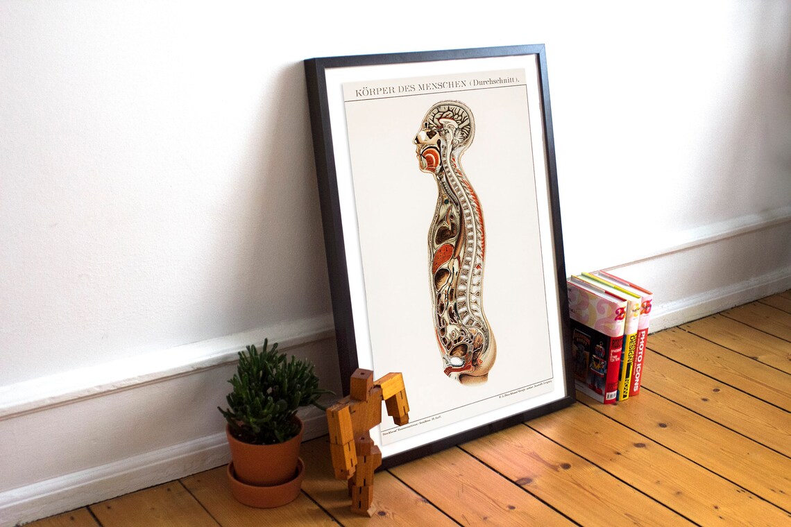 Human Anatomy Poster Medical Poster Anatomy Decor Medical Biology Diagrams