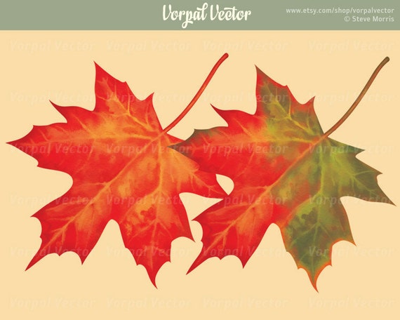 Leaf Clipart Maple Leaf Digital Watercolor Fall Color Etsy