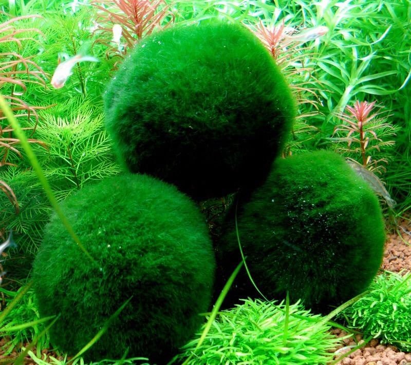 3 Giant Living Marimo Moss Balls 2 Inches Live Cladophora Etsy