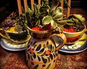 Spanish Table succulent Decoration for Fiesta Party. Succulents will vary