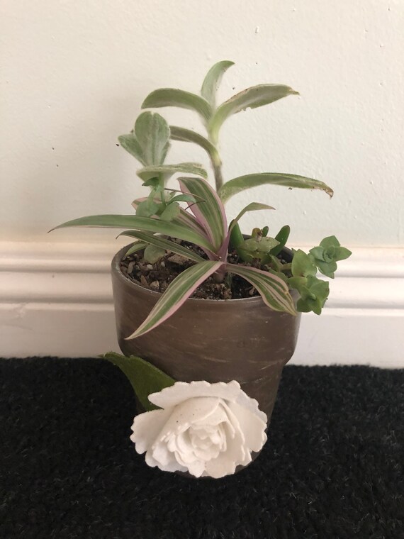 Succulent Planter Deco Whit Floral And Plant Variety Pot Etsy
