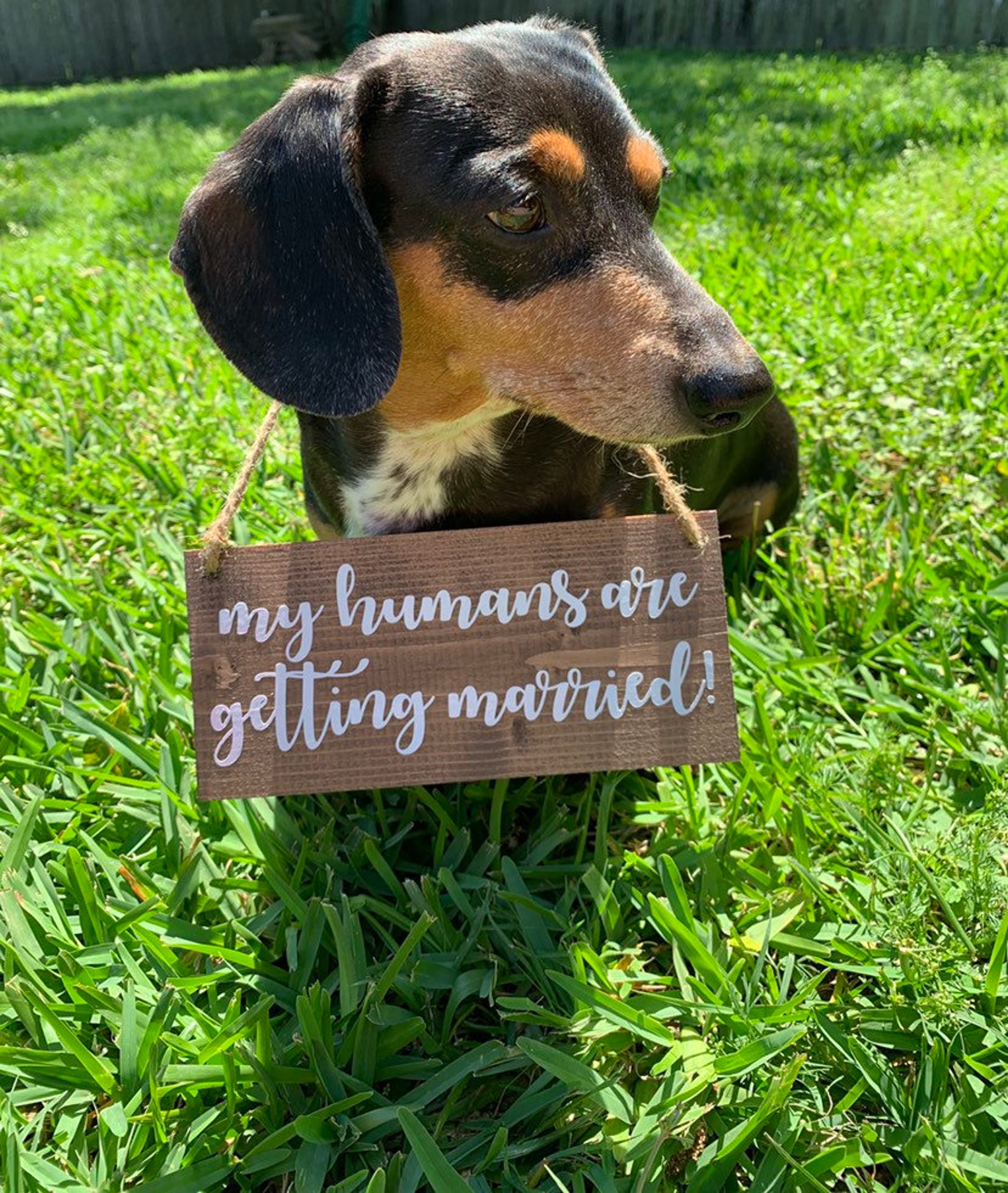 Small Dog Signmy Humans Are Getting Marriedengagement Etsy