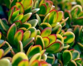 Crassula Ovata Jade Money Plant Friendship Tree Cute Live Succulent Red Green Variegated Cactus Terrarium Bonsai Houseplant 4 quot