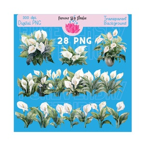 Clipart de flores, flores de acuarela, clipart de lirio de la paz, flores digitales, uso comercial, borde de flores, ramo de lirio de la paz, paquete de flores PNG