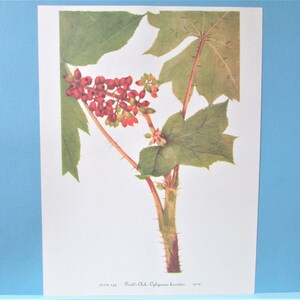 May include: A vintage botanical illustration of a plant with red berries and green leaves. The text "Plate 242.  Red's Oak -  Oplopanax horridus.  N.W." is printed at the bottom of the image.