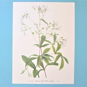 May include: A botanical illustration of a white flower with green leaves. The illustration is titled "Houstonia's Root - Houstonia trifida".