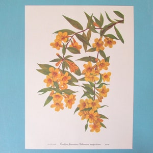 Wild flower Carolina Jasmine Botanical Print, Color Plate/ Vintage Wildflower Book Plate 295 Lithograph Wall Art for framing/ 8" X 11"