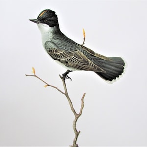 May include: A black and grey bird with a black crest perched on a branch with small yellow buds. The bird has a white patch on its tail.
