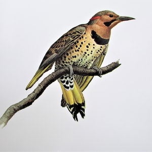 Yellow Shafted Flicker Bird Art Print, Book Plate/ 1960&#39;s Large Woodpecker Bird Book Page Color Plate by Lansdowne for framing/ 9 1/2 X 13&quot;