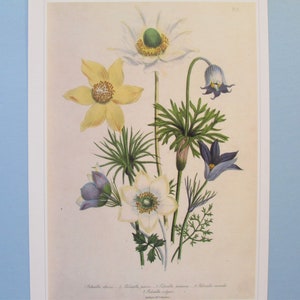 Garden Flowers, Pasque Flower Botanical Art Print/ Pulsitilla Bouquet Book Plate Illustration Wall Art decor for framing/ 9 3/4 X 14"